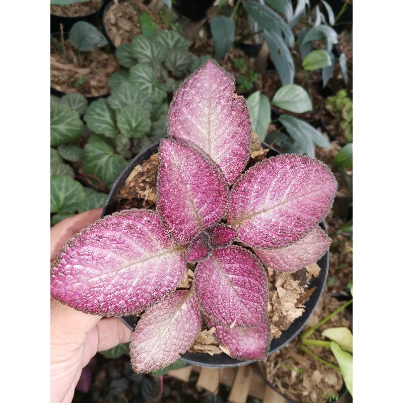 Tanaman hias episcia Merah / episcia strawberry patch