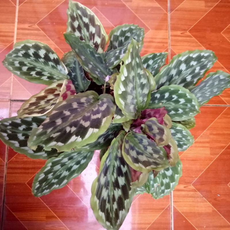 Calathea Ekor Merak