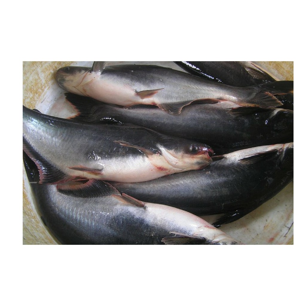 

Ikan Patin 1 kg | FREE minimal belanja 69rb CEK DESKRIPSI