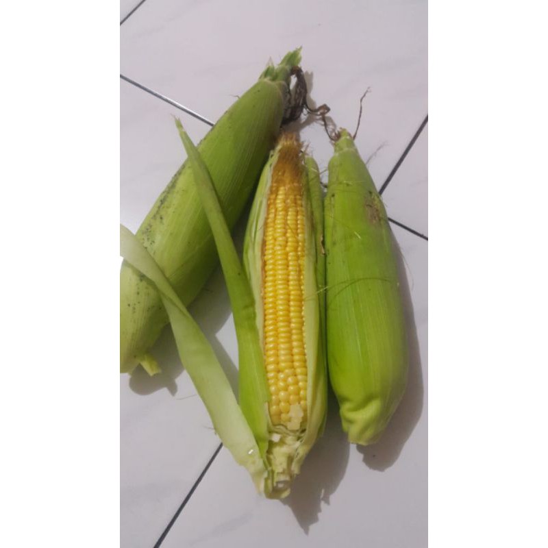 

Jagung manis