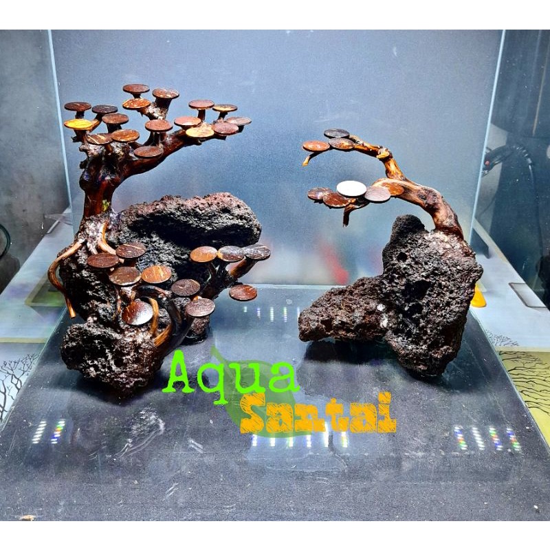hardscape tebing bonsai aquascape