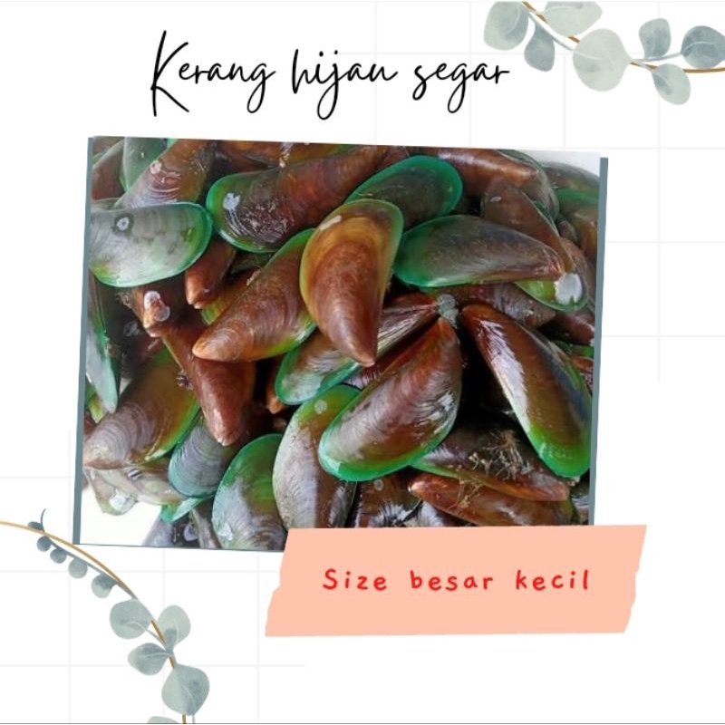 

Kerang hijau segar 1kg