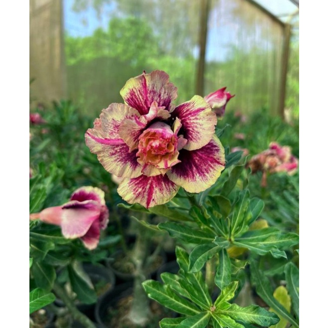 TANAMAN HIAS ADENIUM KAMBOJA JEPANG BUNGA TUMPUK//BUTTERFLY