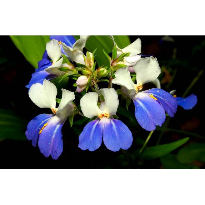 Benih Bibit Biji - Bunga Giant Blue Eyed Mary Flower Seeds - IMPORT