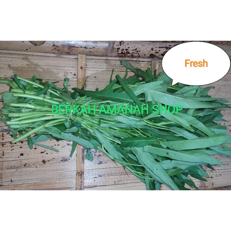 

sayur kangkung fresh 500gr petik langsung oleh owner