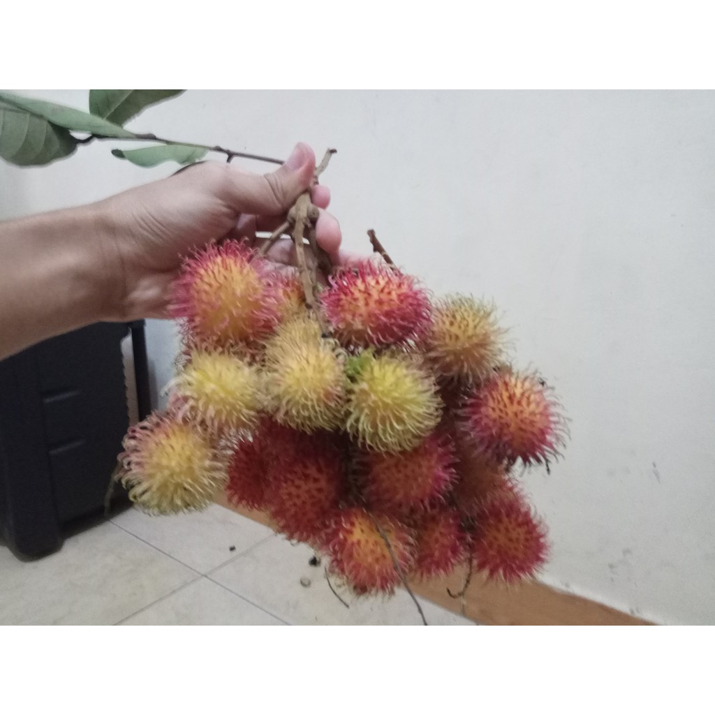 Jual Buah Rambutan Cimacan (Ace Macan) Organik Per 1 Kilo | Shopee ...