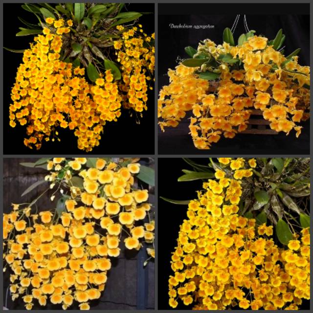 Dewasa - Dendrobium Agregatum