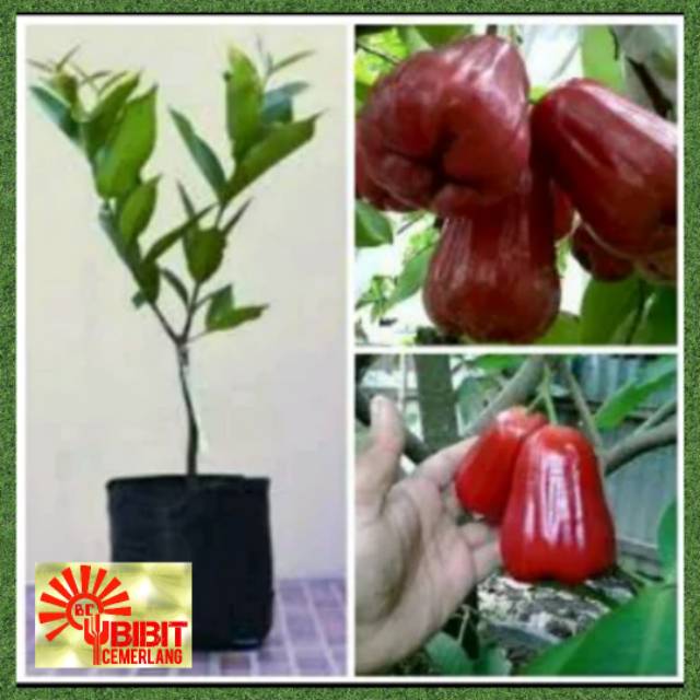 BIBIT JAMBU AIR LILIN MERAH