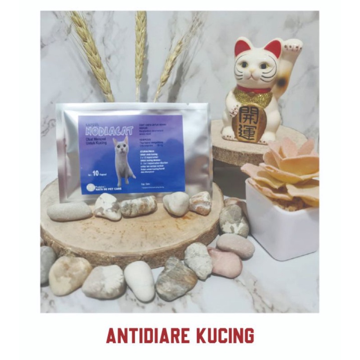 Nodiacat antidiare kucing