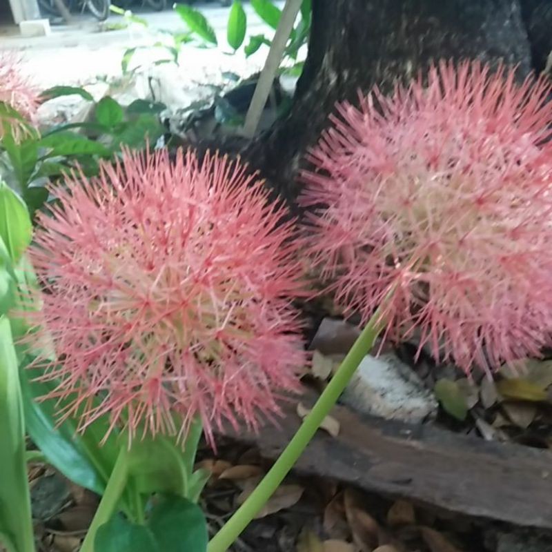

bunga november/blood lily
