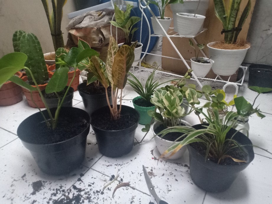 Tanaman Aglaonema Lipstik Pink/ Lipstik Kelasik