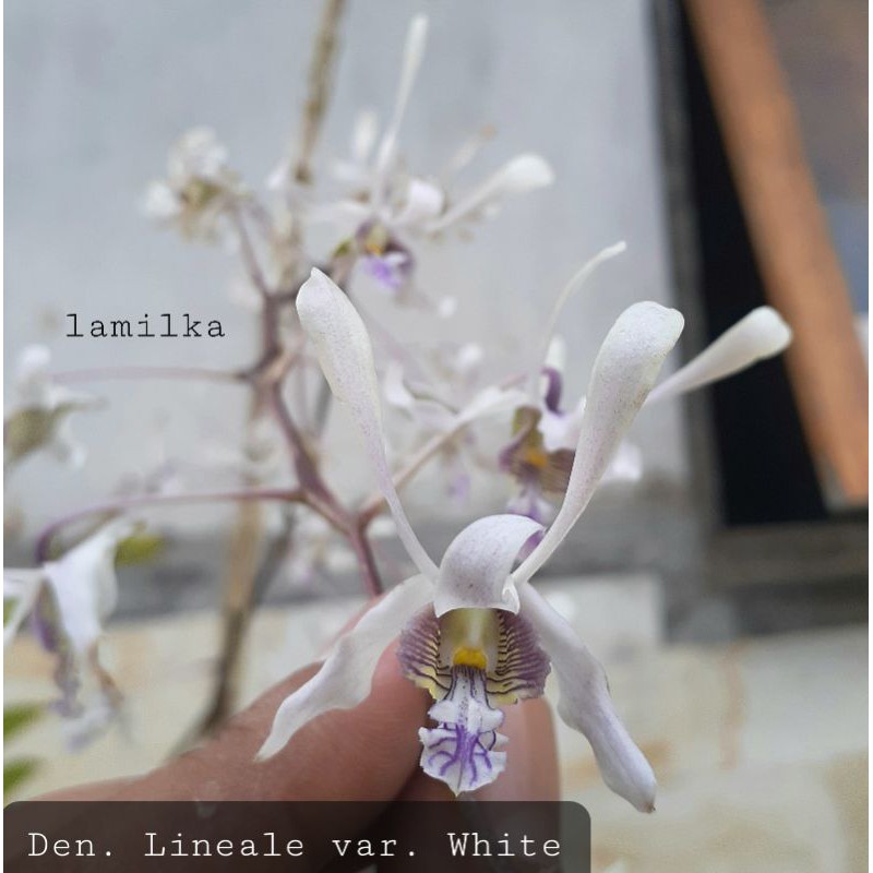 Anggrek Dendrobium Lineale White