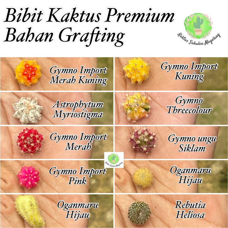 Bibit Kaktus Pothelan Premium