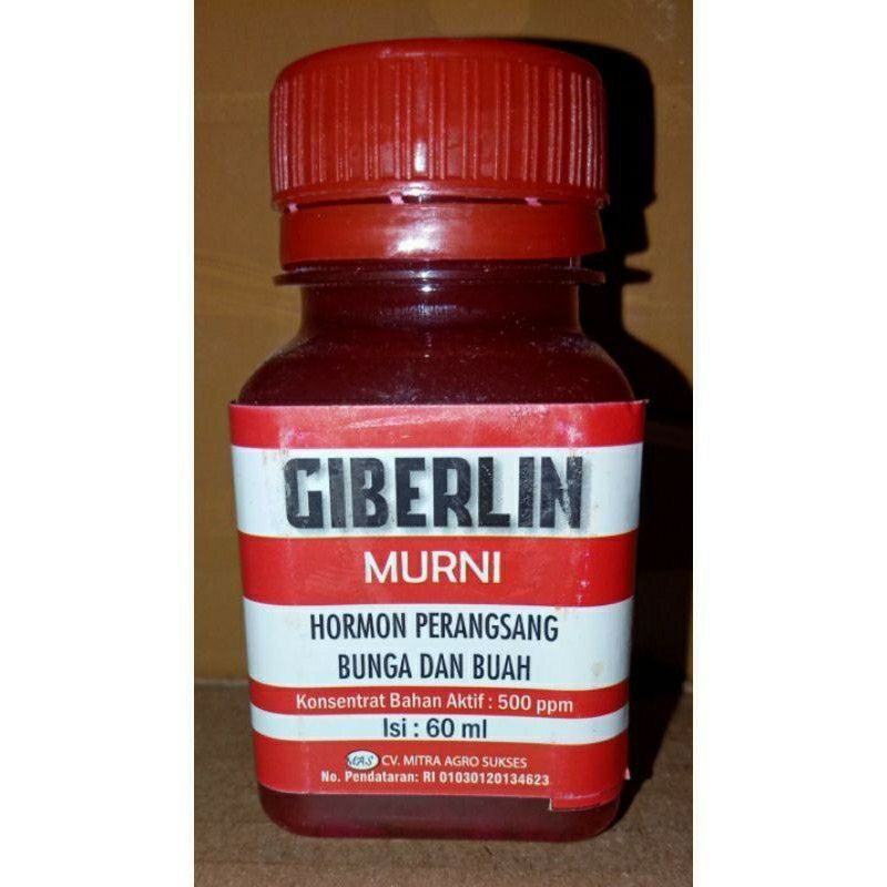 Hormon Giberelin