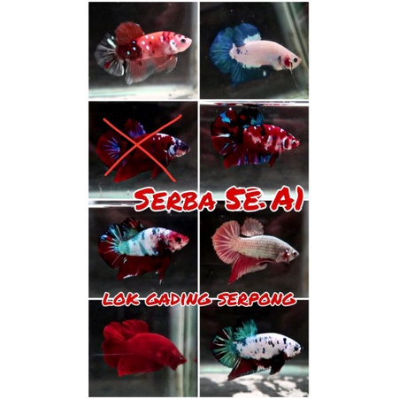 ikan cupang nemo bluerim koi galaxy super red cooper marble