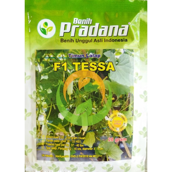 Benih Timun Lalap F1 Tessa Cap Benih Pradana 20gr