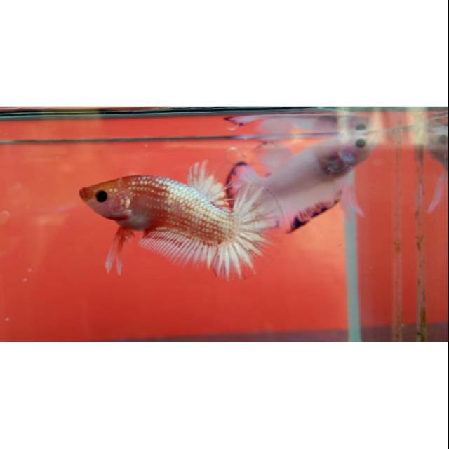 Ikan cupang fccp orange ws