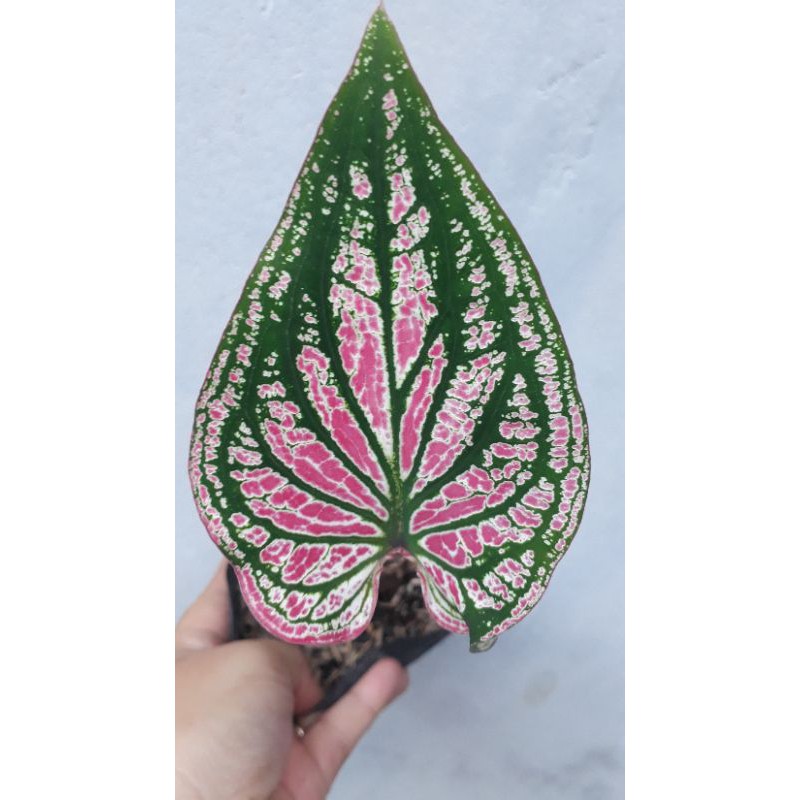 keladi wayang / keladi batik