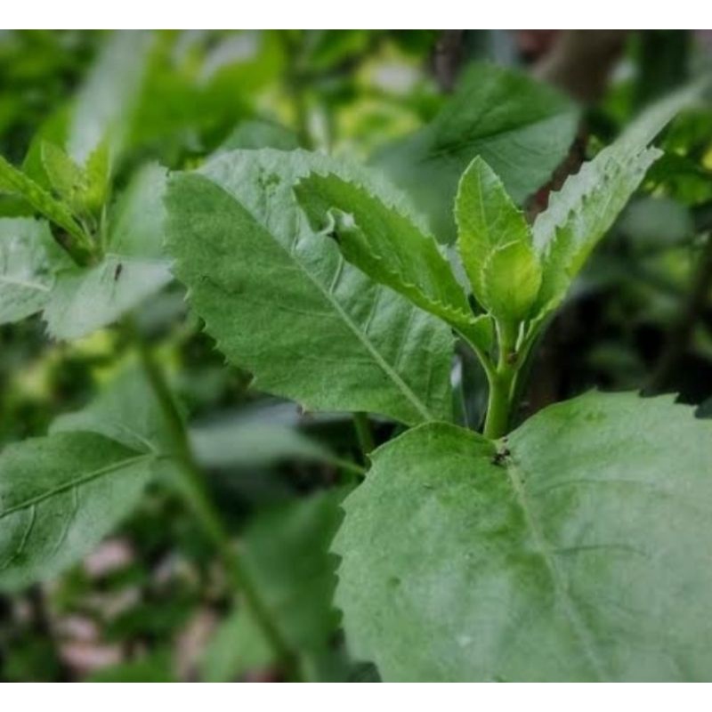 

DAUN BELUNTAS / WELUNTAS SEGAR LALAP OBAT