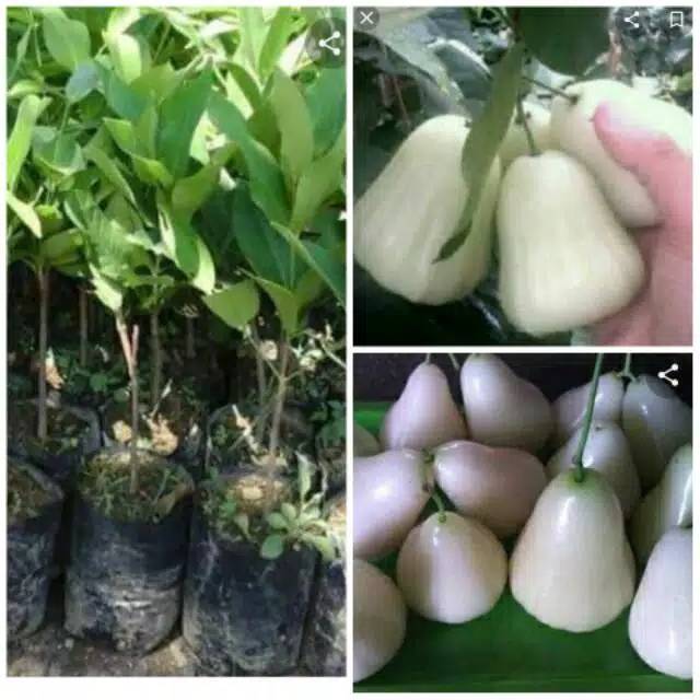 Bibit Jambu air  madu susu