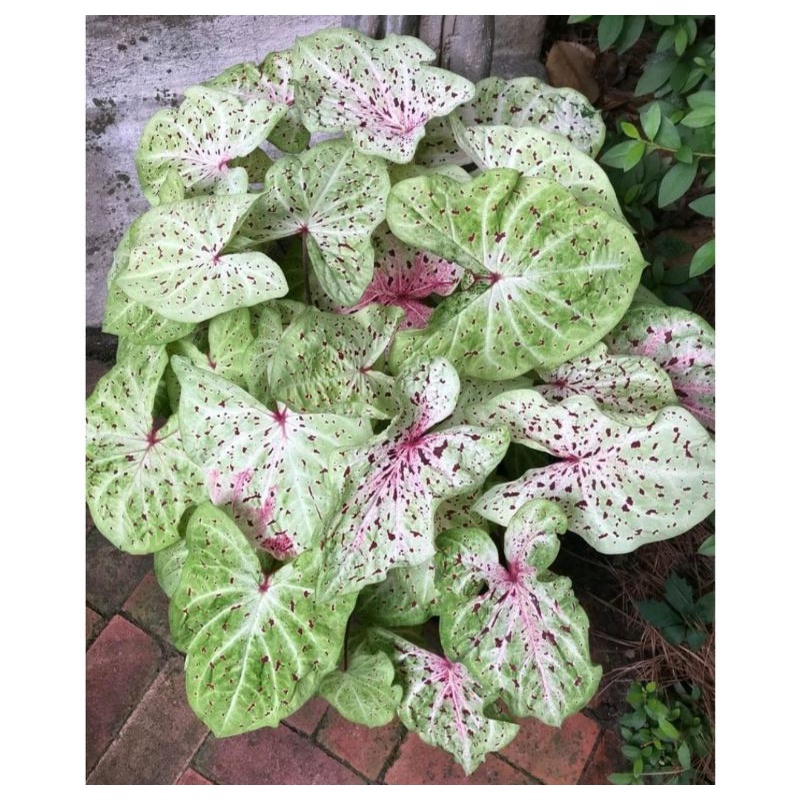 Umbi Caladium Miss Muffet - keladi hias hybrid import