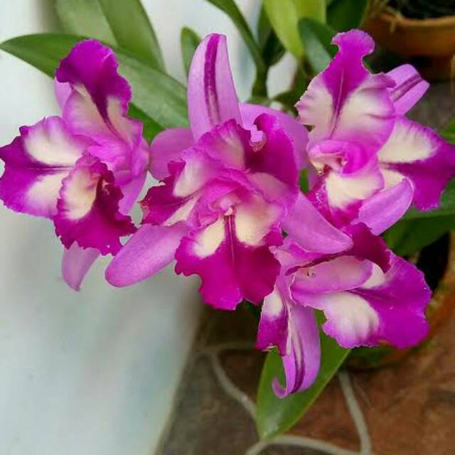 Anggrek Cattleya mini Hawkinsara