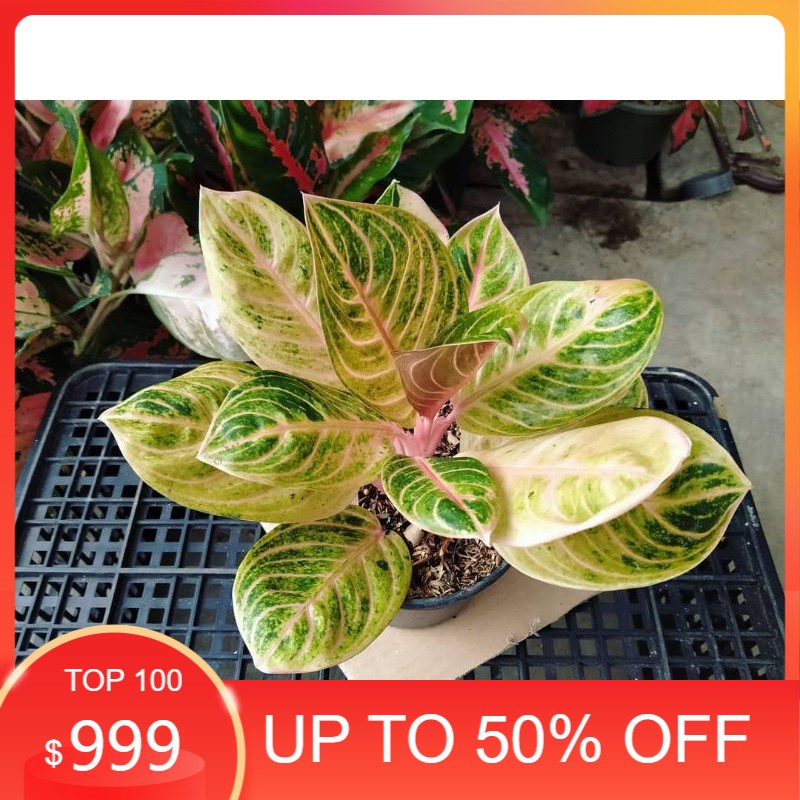 Bibit Bonggol aglonema rinjani