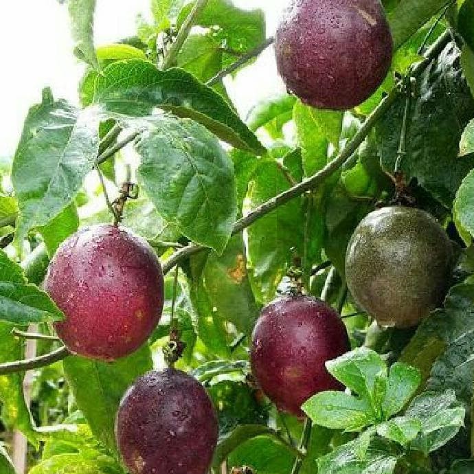 4 Benih Bibit Buah Markisa Ungu Manis Super Tanaman Buah Buahan Markisa Madu Premium Berkualitas Unggul