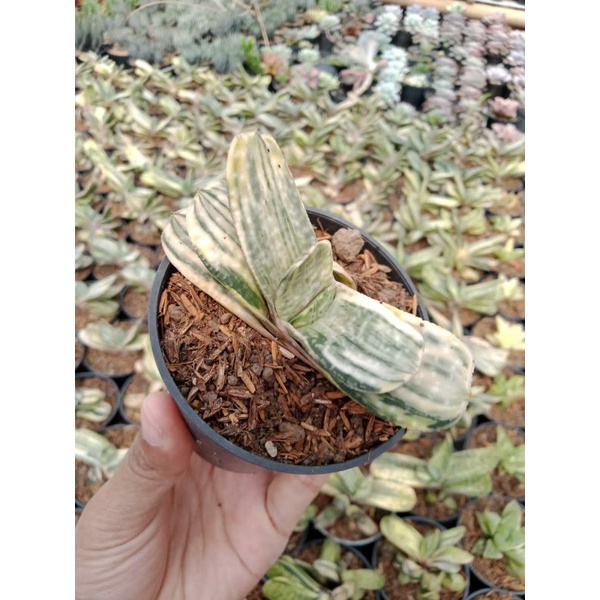 Sukulen - Gasteria Variegata