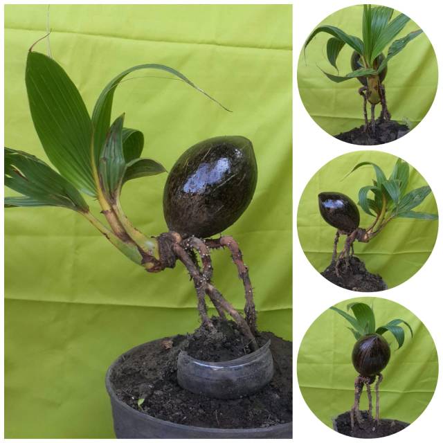 Bonsai kelapa minion