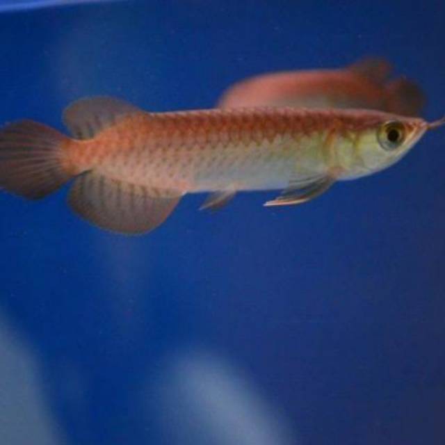 Ikan arwana baby super red