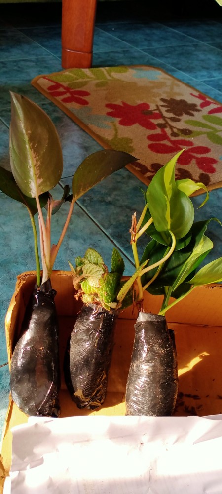 Promo Aglonema Kocin Ukuran Remaja - Tanaman Hias - Aglonema Kocin Dewasa.