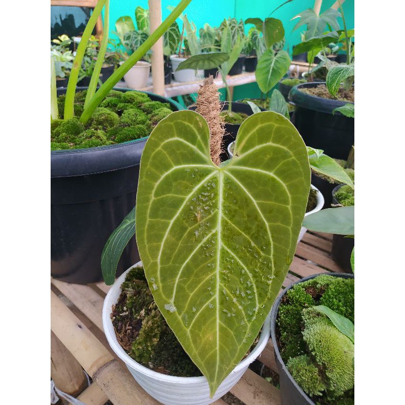 Anthurium Magnificum