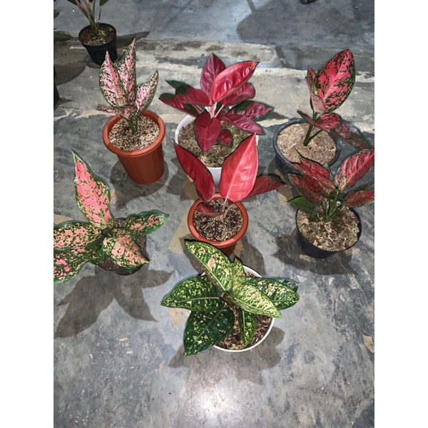 Paket 7 Aglonema : Ruby Compacta, Big Apple, Red King, Suksom, Ruby Super Pink, Red Diamond, Lady Cr