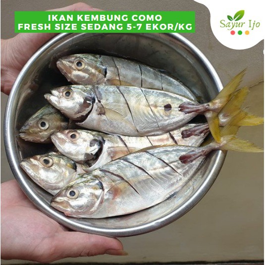 

Ikan Kembung Como 0.9 - 1 Kg Size Uk Sedang Isi 5 - 7 Ekor Fresh Grade A Seafood Segar