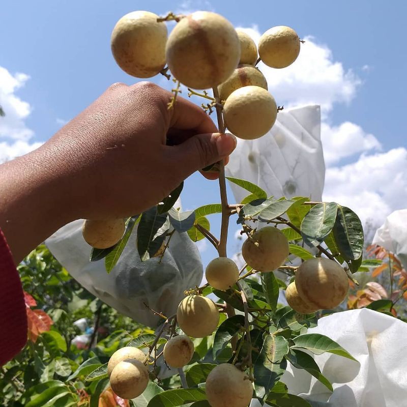 bibit kelengkeng matalada berbunga cepat berbuah