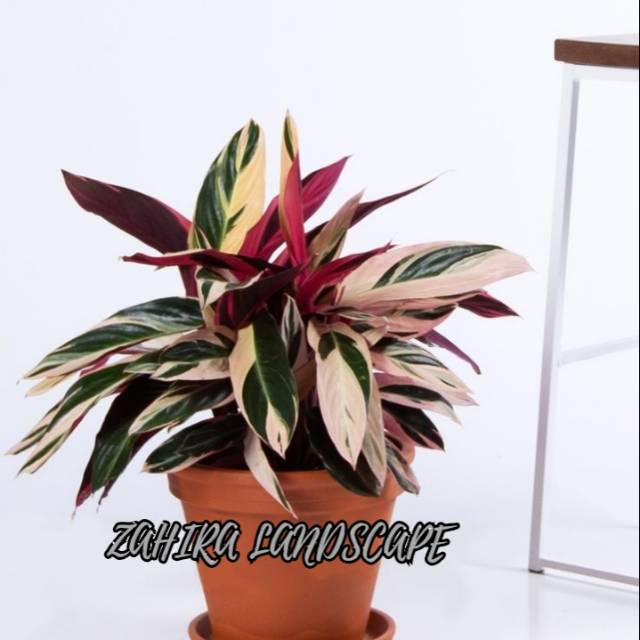 Tanaman Hias Calathea - Calathea Multicolor - Meranti Bali - Kalatea Meranti Bali Tanaman Hias