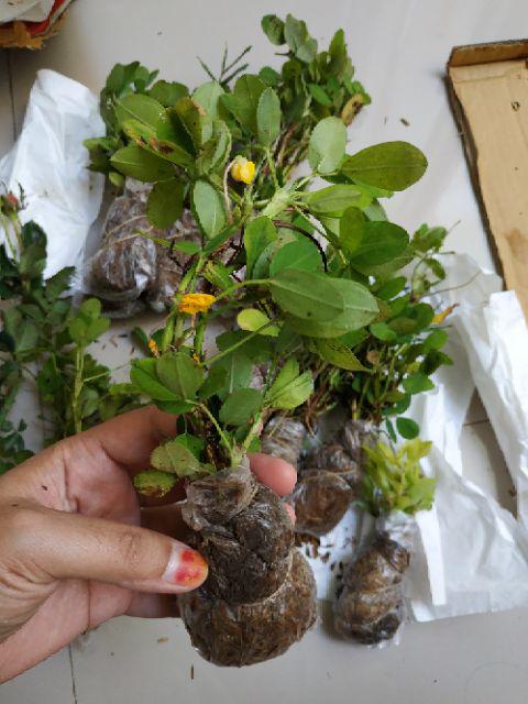 Tanaman Hias - Bibit Bunga Kacang Kuning