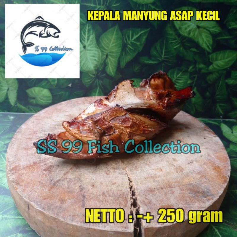 

kepala manyung asap / kepala manyung kecil
