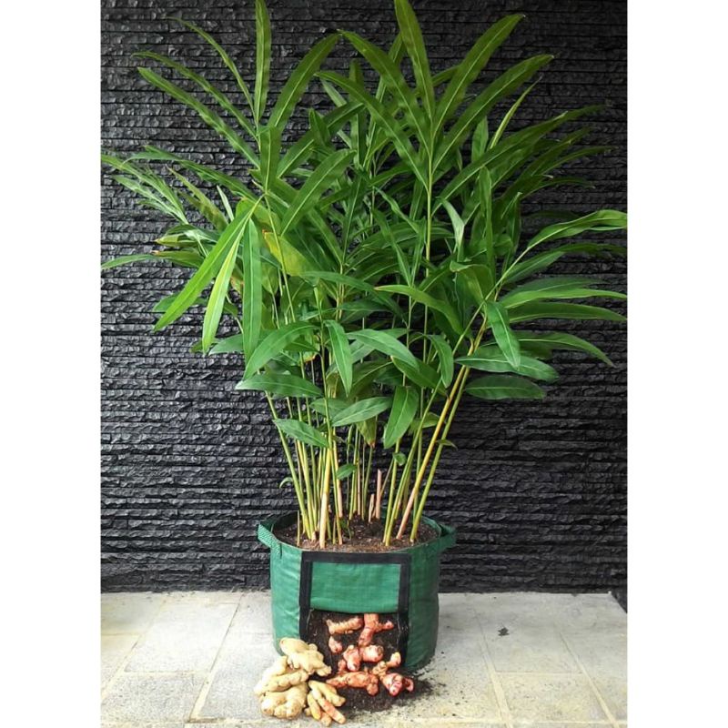 Easy Grow Rhizoma Planter Bag Jahe