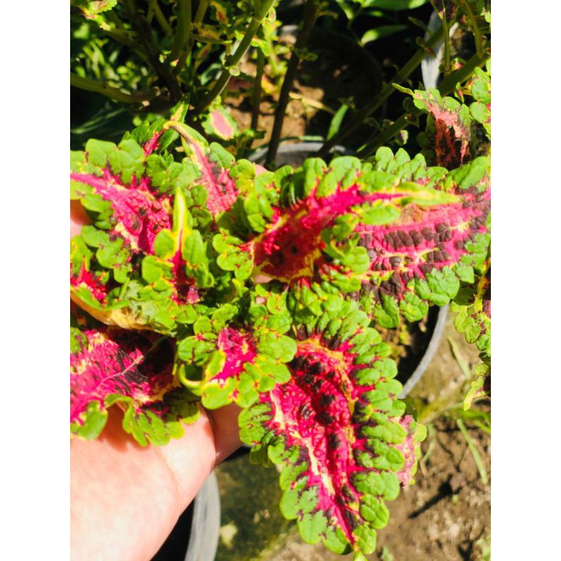 miana_premium/miana_langka/coleus/jawerkotok