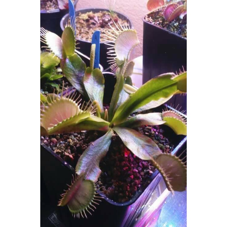 Venus flytrap besar