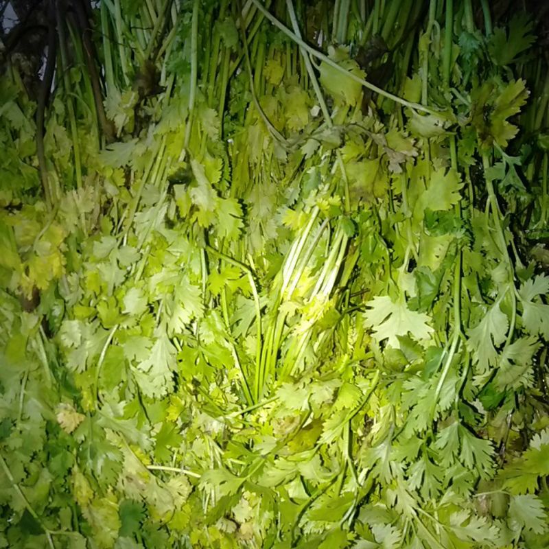 

Daun Cilantro Ketumbar segar 500gram