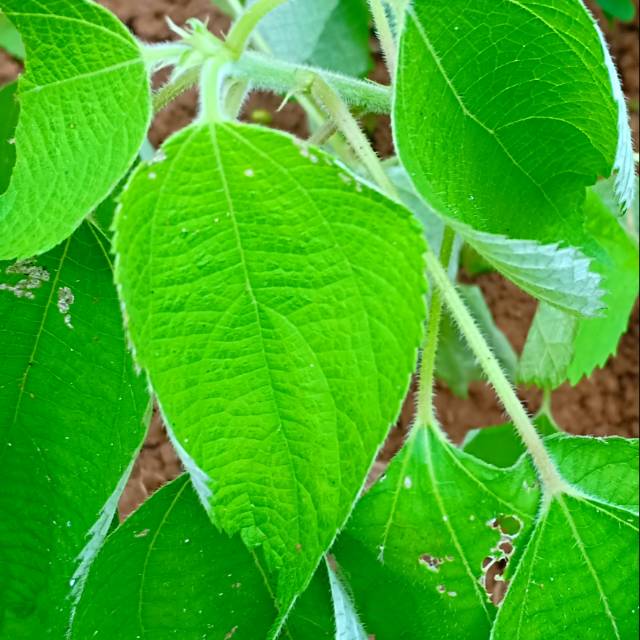 

Herbal daun rami / haramai 100 gram