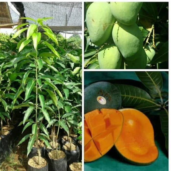 

Pohon mangga harum manis/Bibit pohon mangga