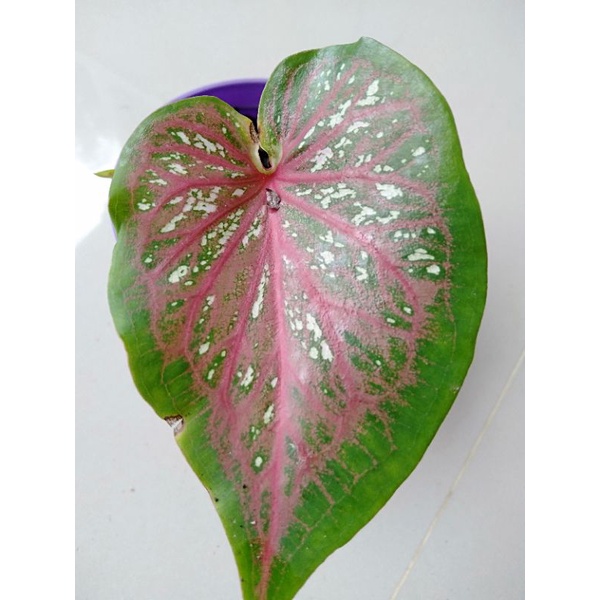 caladium lance worton/keladi lance worton
