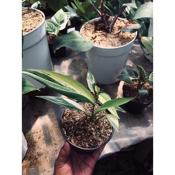 Epipremnum Amplisimum Variegata