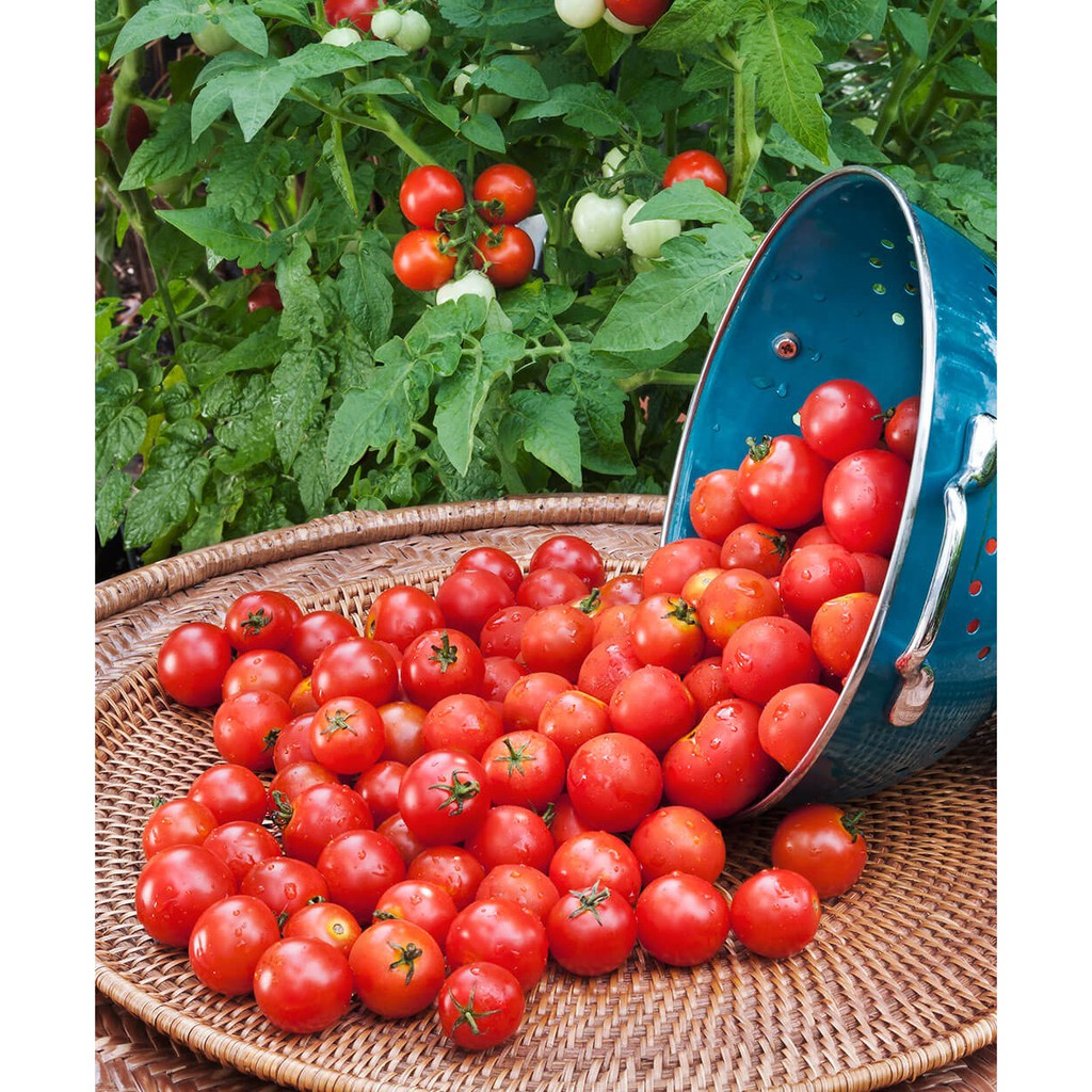 Benih Bibit Biji - Tomato Cherry Red Tomat Ceri Merah Seeds - IMPORT