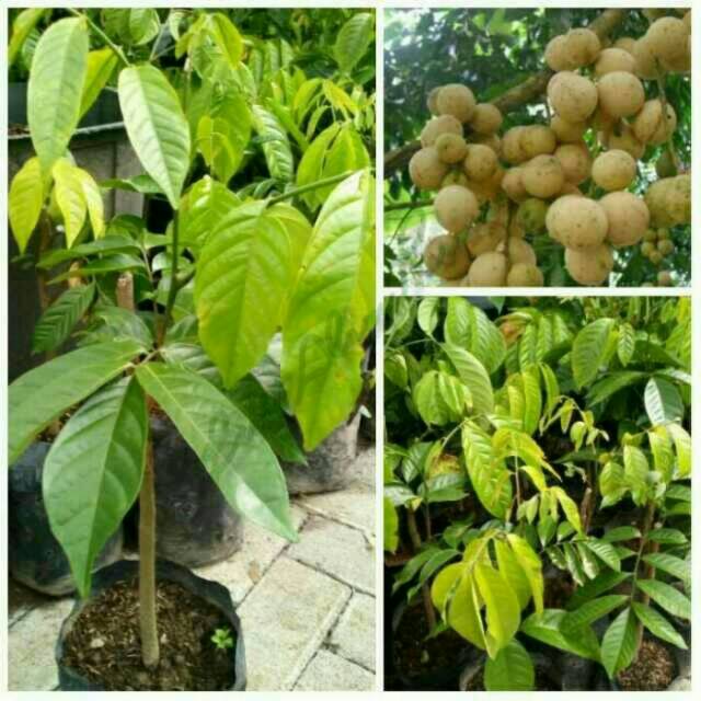 

Bibit buah duku tanpa biji