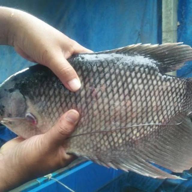 

Ikan Gurame